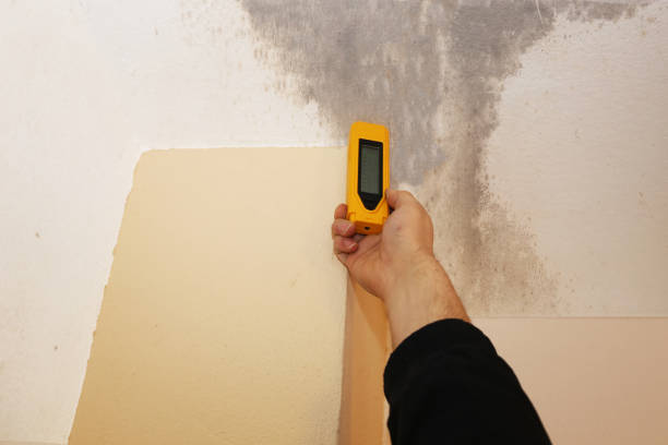 Best Mold Damage Restoration  in Lake View, AL