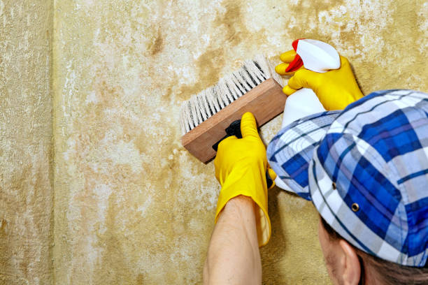 Environmental Consulting for Mold Prevention in Lake View, AL