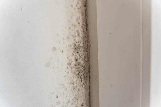Mold Remediation for Vacation Homes in Lake View, AL