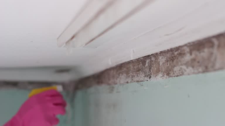 Lake View, AL Mold Removal Company